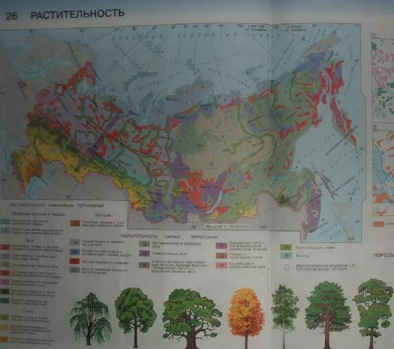 Растительная карта россии. Карта растительности России атлас. Карта растительности России 8 класс. Растительный мир России. География 8.