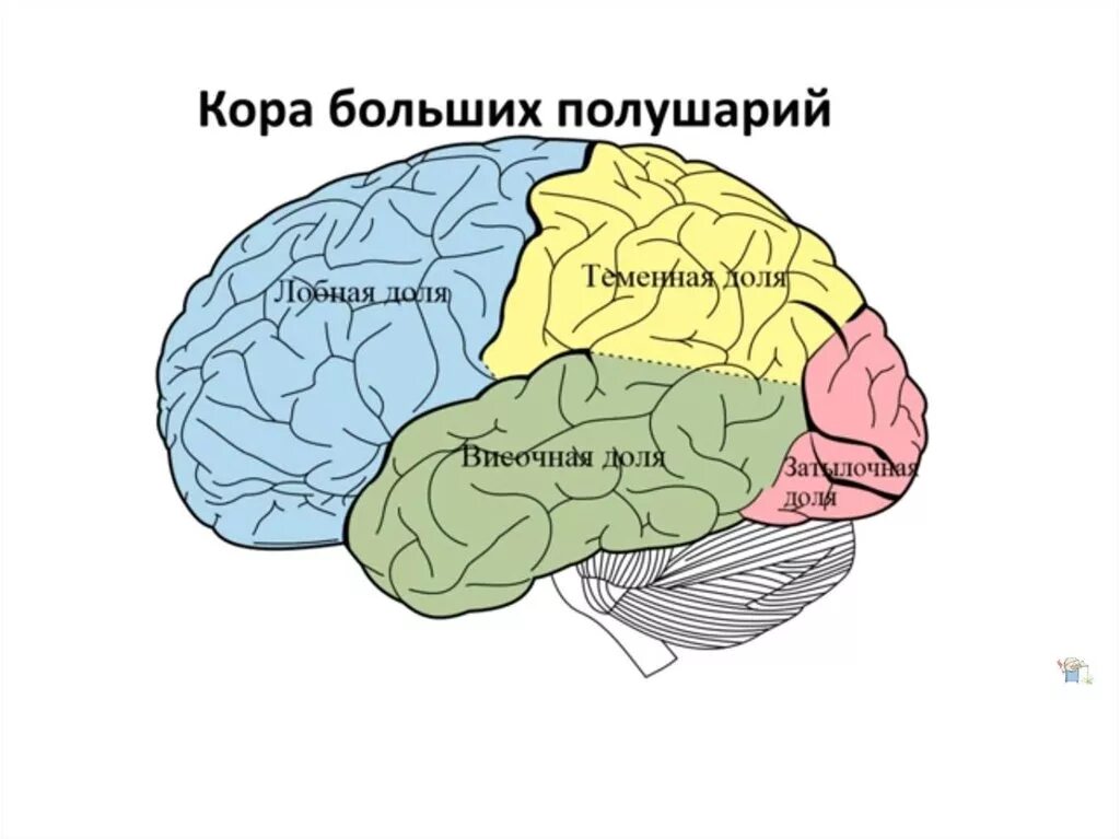 Пространство в лобных и теменных долей