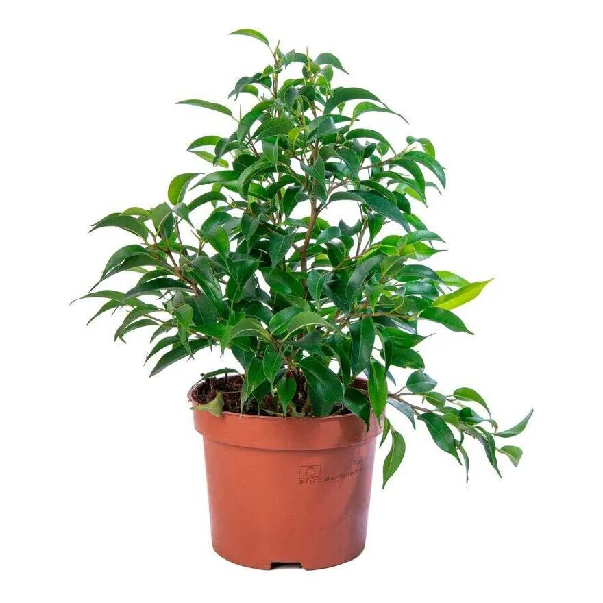 Фикус келли. Фикус бенджамин с толстой ножкой. Собака фикус. Зеленый с белым фикус каучуконосный. Собака фикус.