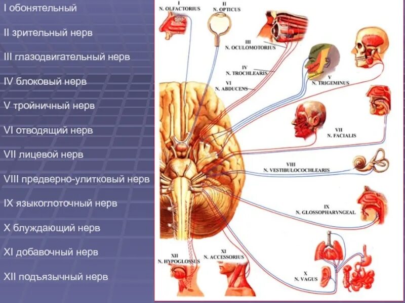 Черепные нервы относят. 12 Черепно мозговых нервов. 12 Пар черепно мозговых нервов схема. Черепные нервы анатомия чувствительные нервы. Мозговые нервы анатомия.