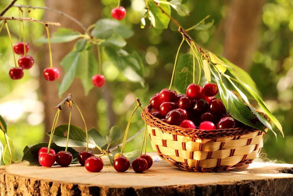 цветовая палитра красный. сочетание цветов с вишневым. сочетание цветов красный серый. вишня шубинка. красивые ягоды.