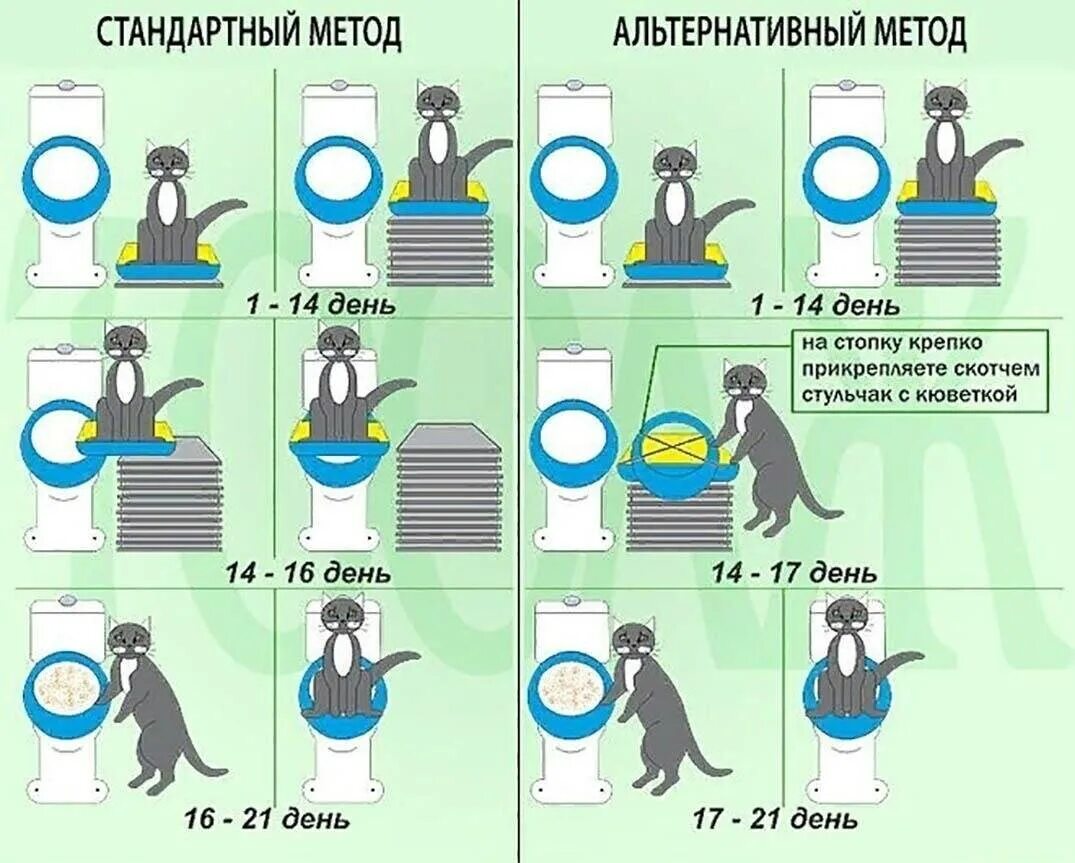 Как приучить котёнка к унитазу. Как приучить котёнка к туалету в квартире на унитаз. Как научить кота ходить в унитаз. Каккак приучить кошку к унитазу. Как приучить месячного котенка