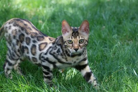 Бенгальский кот. 