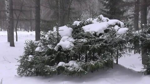 Ютубе снег