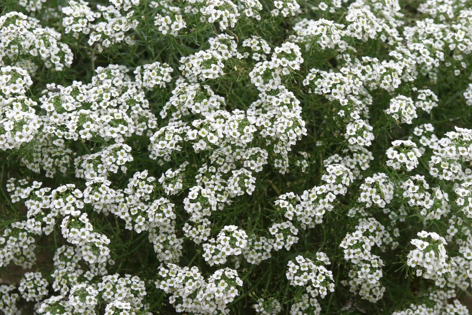 Алиссум циклес микс. Алиссум Сноу принцесс. Алиссум Lobularia maritima. Алиссум вегетативный Сноу принцесс. Алиссум Уайт.