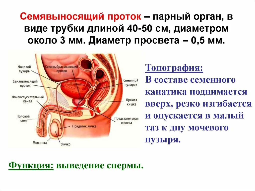 Мужская половая презентация. Семявыносящий проток строение части. Анатомия семявыносящего протока. Топографическая анатомия семявыносящих протоков. Анатомия мужской и женской половой системы.