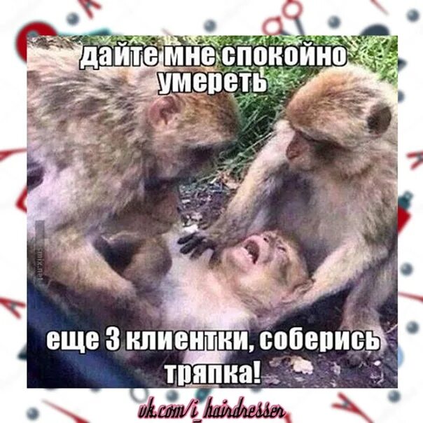 Дай мне собраться ритмы. Обезьяны дайте мне спокойно. соберись тряпка еще три клиента. мем обезьяна дайте мне спокойно.