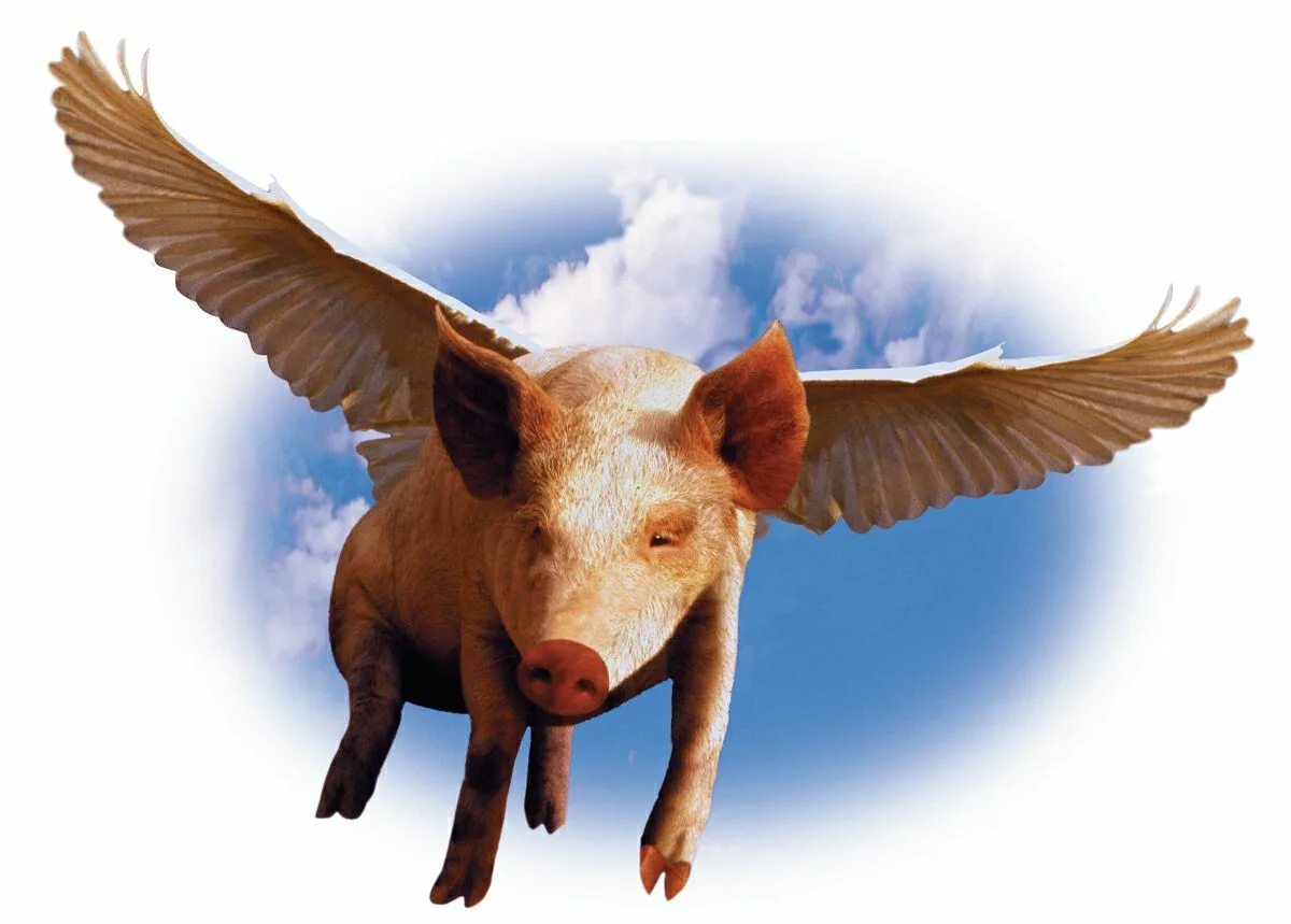 Хрюшка с крыльями. Flying pig. Свинка с крыльями. Летающие свинки. Свинья с крылышками.
