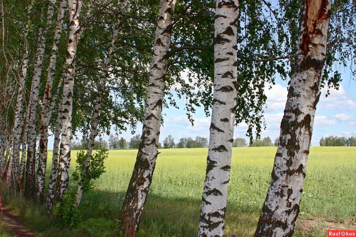 Твардовский березки кружились