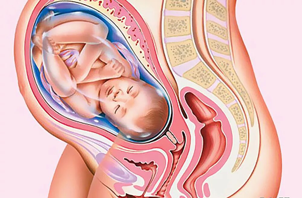 Плод ребенка на 30 неделе беременности. Расположение плода на 34 неделе беременности. Расположение плода на 30 неделе беременности. Расположение ребенка в матке. При беременности ощущается матка