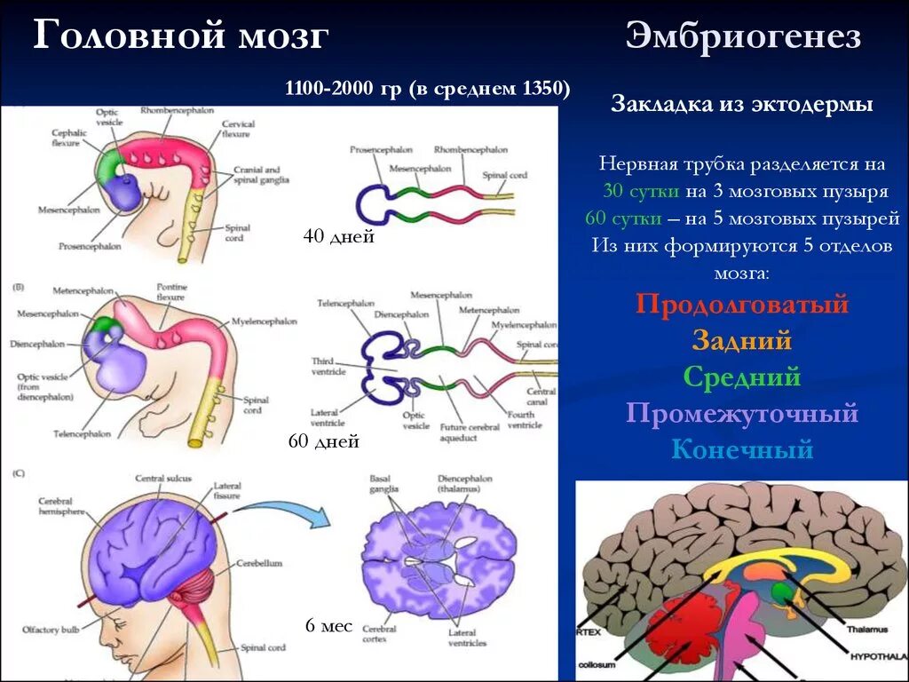 Формирование головного мозга в эмбриогенезе. Этапы развития головного мозга в эмбриогенезе человека. Эмбриональное развитие ЦНС. Нервная трубка эмбриогенез.