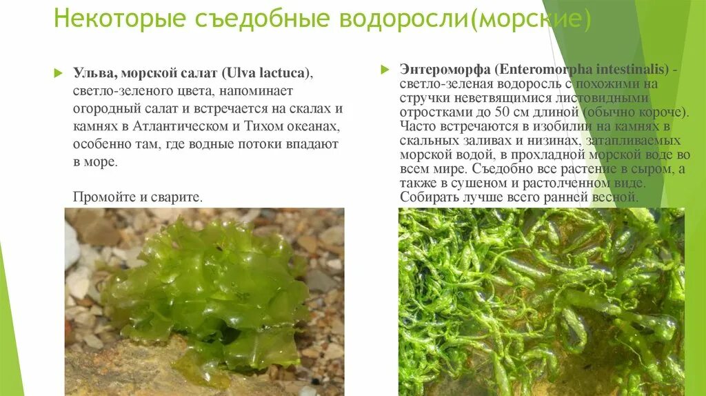 Водоросли сведения. Съедобные водоросли. Полезные водоросли. Виды водорослей. Зеленые водоросли съедобные.