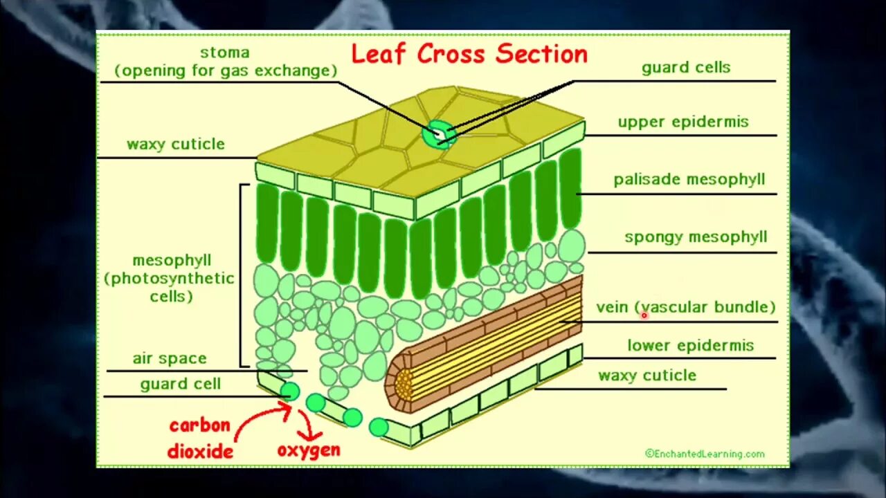 Hospital landscape. Shell house, каруидзава (япония). Section перевод. Section karnez. Section that it s in.