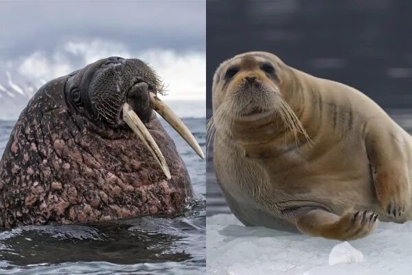 Индекс морж биржы. Тюлени морские котики нерпы моржи. тюлени и моржи ластоногие. морж и тюлень. морж сивуч.