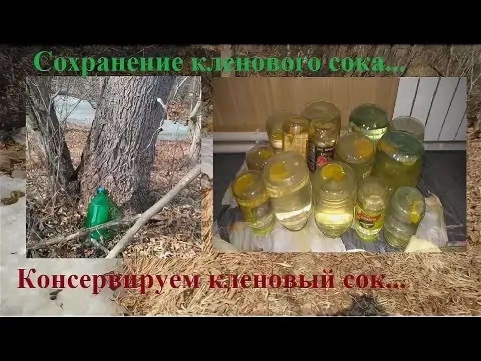 Кленовый сироп сбор. Сбор березового сока. Березовый сок малоритский. Кленовый сок польза и противопоказания. Кленовый сок.