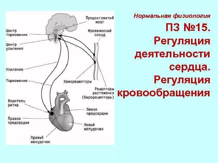 Регуляция кровообращения схема. Регуляция деятельности сердца схема физиология. Уровни регуляции сердца физиология. Схема нервно-рефлекторной регуляции деятельности сердца. Центр безусловно рефлекторной регуляции кровяного