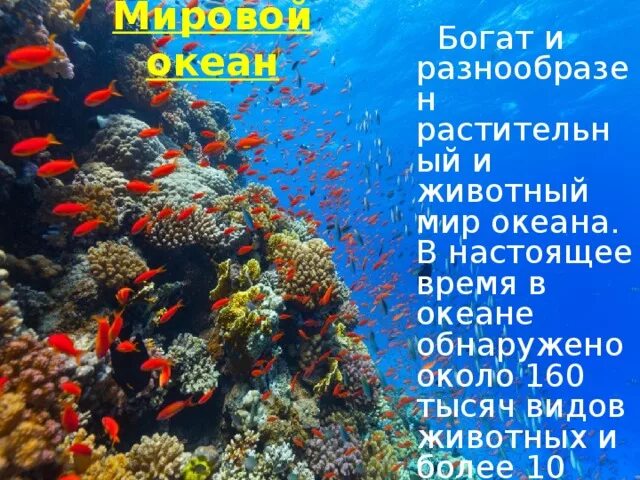 Сообщение растительный мир в океане. Растения мирового океана. Животный и растительный мир океанов. Обитатели океана презентация. Животные и растения мирового океана.