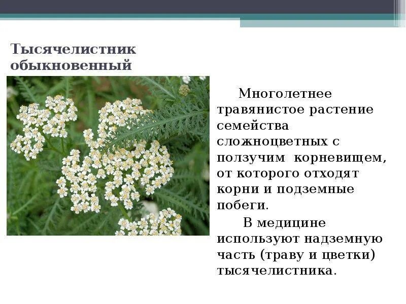 Тысячелистник инструкция по применению для чего. Лекарственное растение тысячелистник характеристика. тысячелистник описание лечебное растения. тысячелистник обыкновенный жизненная форма. тысячелистник обыкновенный семейство.