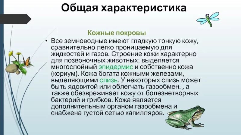 Приспособления земноводных в воде. Строение кожных покровов позвоночных животных. Земноводные имеют. Общая характеристика кожи. Земноводные общая характеристика.