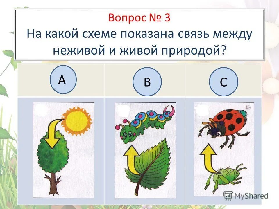 Схемы живое неживое пример