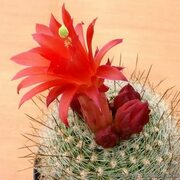 Matucana haynei var. perplexa Orchid flower, Cactus flower, Cacti and succulents