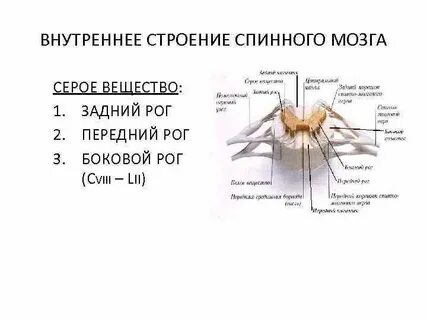 1 чем образовано серое вещество спинного мозга