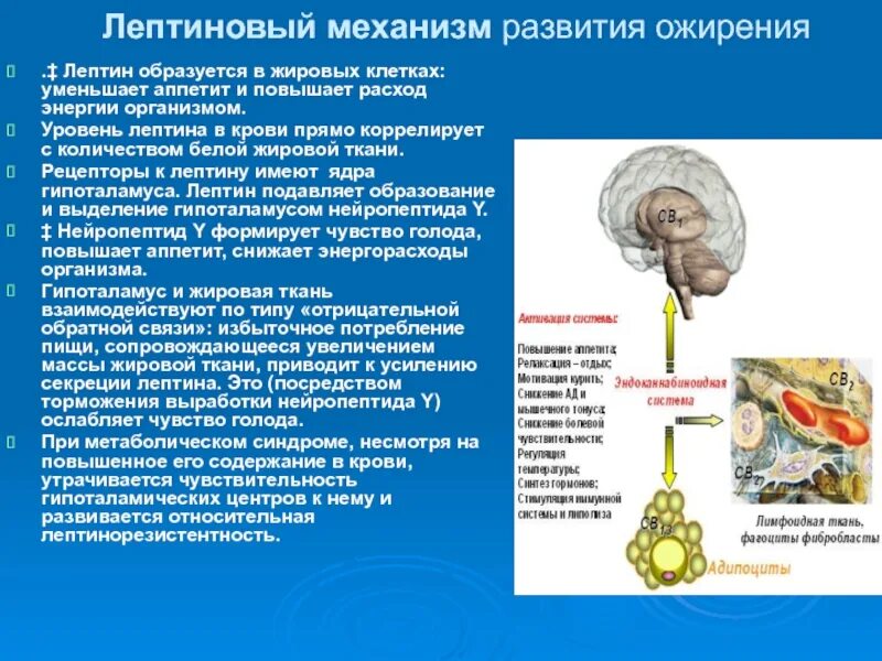 Нарушение выработки гормонов. Лептиновый механизм ожирения патофизиология. Метаболический синдром лептин. Метаболическое ожирение механизм развития. Гормон лептина.