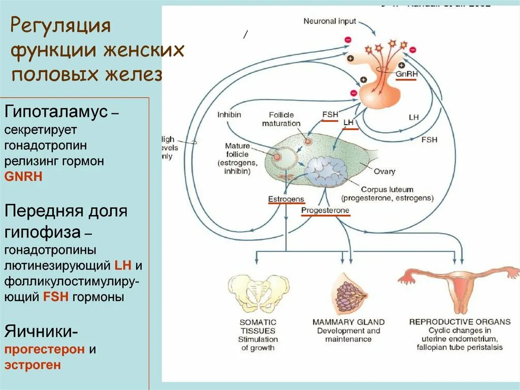 Женские половые гормоны секретируются. Регуляция секреции женских половых гормонов. Схема регуляции половых гормонов. Гормональная функция яичников регуляция. Половые железы регуляция гормонов.