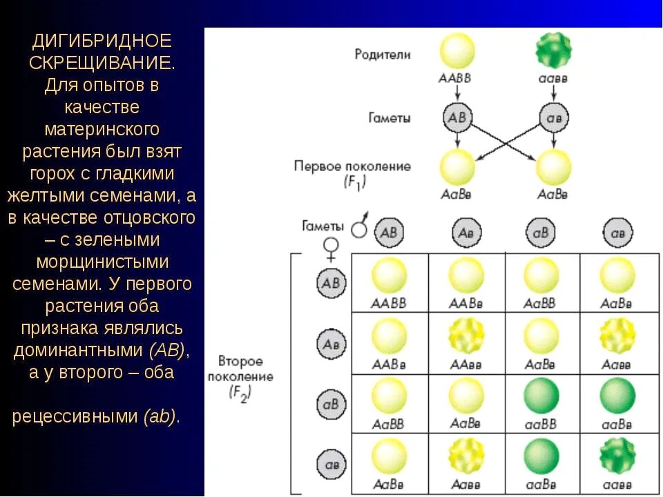 Комбинация скрещивание. Схема дигибридного скрещивания гороха. Моногибридное скрещивание гороха схема. Эксперимент Менделя на моногибридное скрещивание. Решетка Пеннета дигибридное скрещивание.