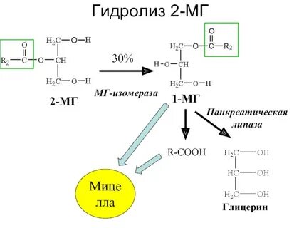 Что такое липаза