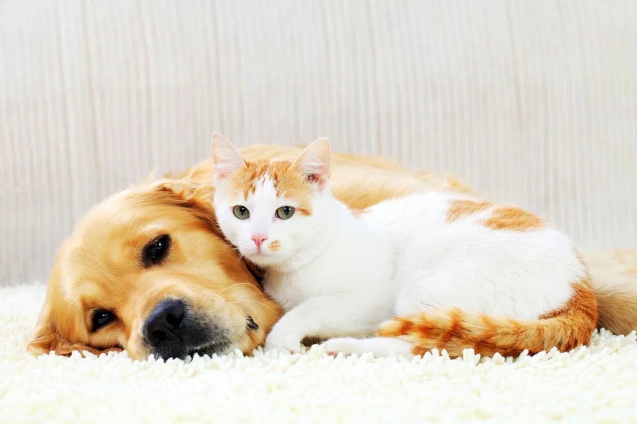Dog and cat playing. Кошки и собаки. Картинки кошек и собак. Взаимоотношения собак и кошек. Собака и кошка вместе.