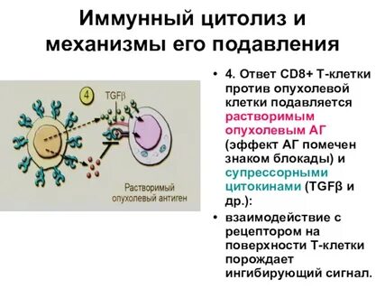 Противоопухолевый иммунный ответ