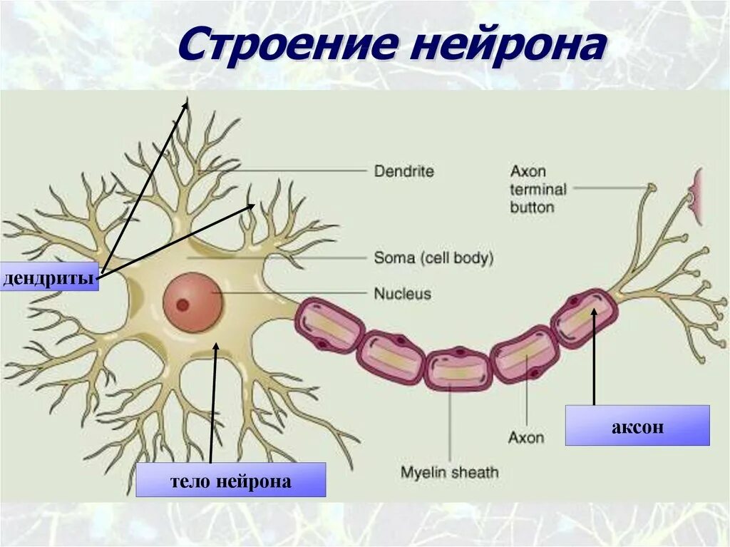 Рисунок строение. Строение нейрона анатомия. Нейрон. (Строение + рисунок. Что образуют). Строение клетки нервной ткани нейрона. Схема строения нейрона с подписями.