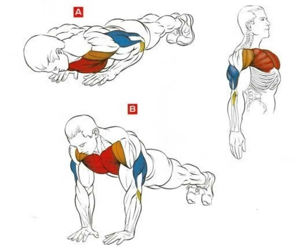 Грудные отжимания от пола. Отжимания от пола с узкой постановкой рук. Отжимания от пола. Правильная методика отжимания от пола. Отжимания от пола на верх грудных мышц.