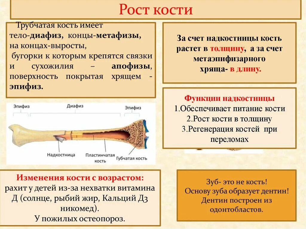 Какая структура обеспечивает кости в ширину. Трубчатая кость растет в длину за счет. Кость растет в толщину за счет. Рост трубчатой кости. Трубчатая кость растет в толщину за счет.