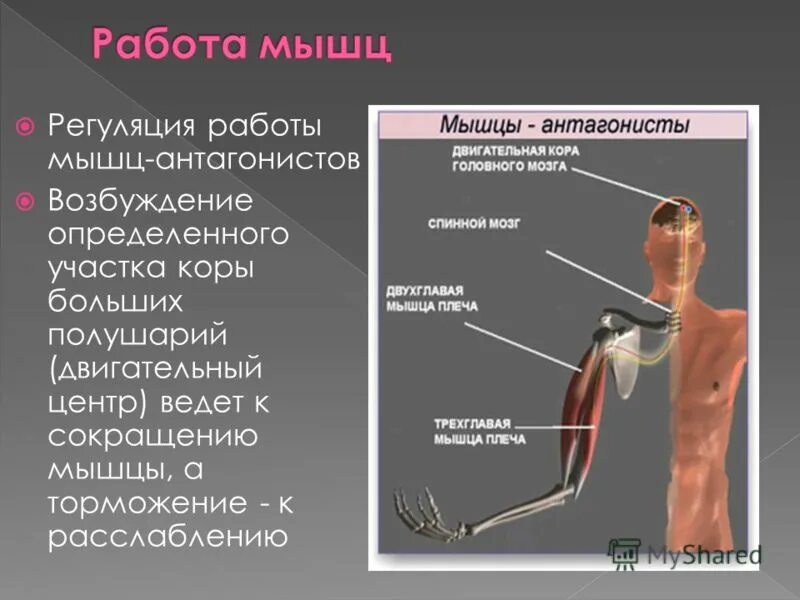 Регуляция деятельности скелетных мышц таблица. Произвольная работа мышц. Строение волокна скелетной мышцы. Регуляция скелетных мышц. Механизм и регуляция мышечного сокращения.