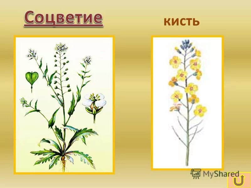 ярутка соцветие. пастушья сумка семейство капустные. тычинки пастушья сумка. пастушья сумка (capsella bursa-pastoris). пастушья сумка схема соцветия.