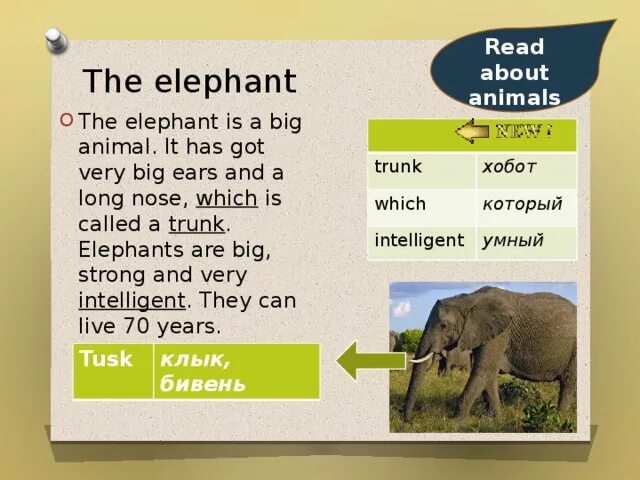 Elephant перевод. Слон на английском языке. Слон : рассказы. Описание слона на английском. Рассказ про слона по английскому языку.