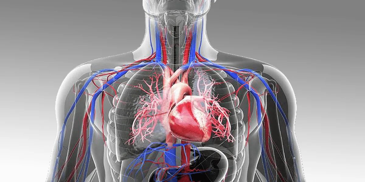 Cardiovascular system. Сосуды сердца. Сосуды связанные с сердцем. Сердце и сосуды связанны. Здоровая сердечно-сосудистая система.