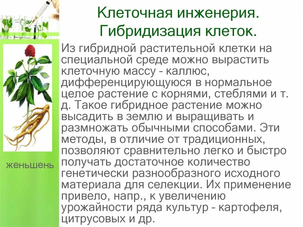 Реконструкция клеток методы. Гибридизация клеток клеточная инженерия. Гибридизация соматических клеток клеточная инженерия. Клеточнаяная инженерия. Клеточная инженерия культивирование.