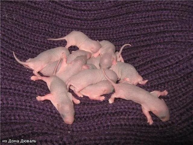 Новорождённым крысята. Новорожденные морские свинки. Маленькие морские свинки Новорожденные. Новорожденные Детеныши морских свинок. Спаривание крыс