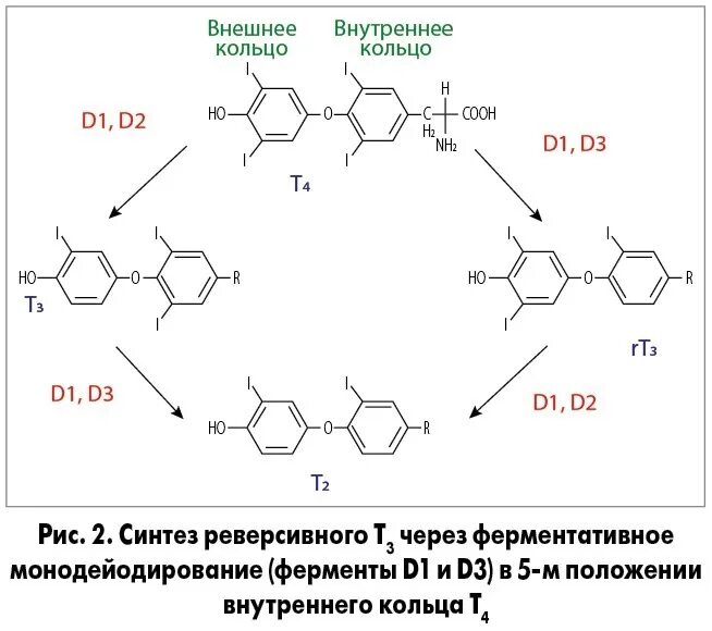 Тироксин ферменты. Т3 и т4 гормоны формулы. Трийодтиронин (т3) влияет. Трийодтиронин и тетрайодтиронин. Т3 и т4 гормоны щитовидной железы.