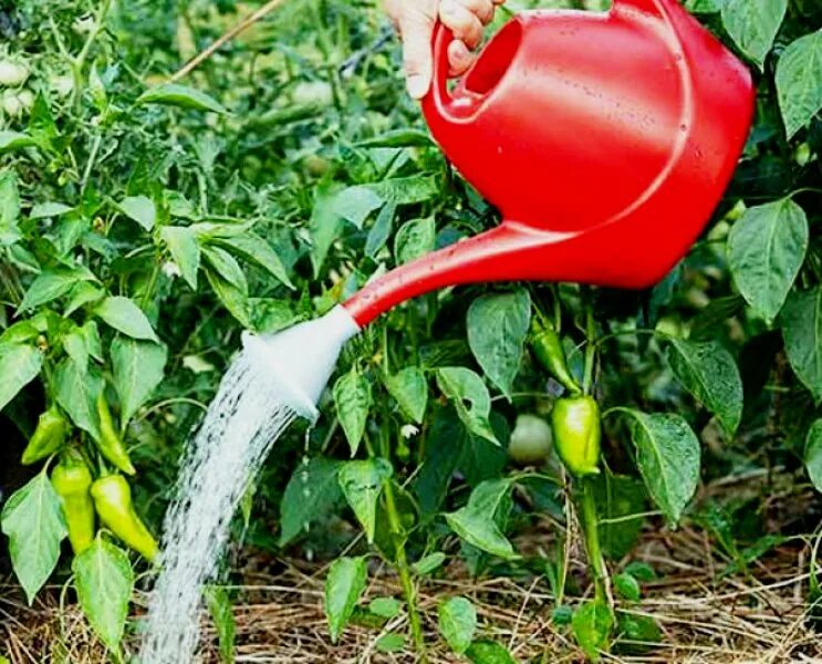полив и опрыскивания рассады. капельный полив перцев норма. рассада томаты перцы баклажаны. автополив помидор в теплице. полив перцев помидор.