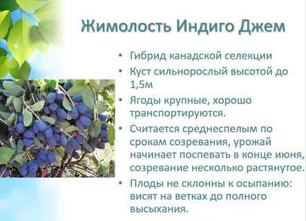 Жимолость индиго описание сорта отзывы
