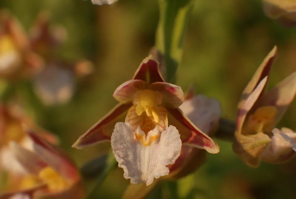 Дремлик болотный. Дремлик болотный (Epipactis palustris). Заповедник Кивач Дремлик болотный. Дремлик болотный красная книга. Дремлик Тунберга.