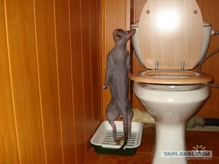 Туалет пил