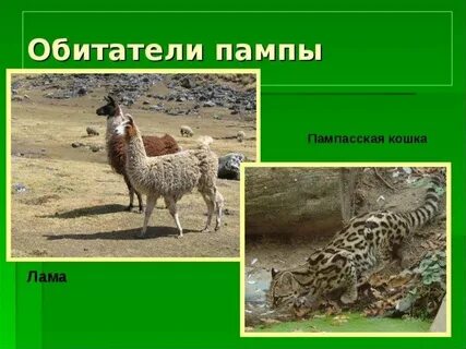 Животные пампы
