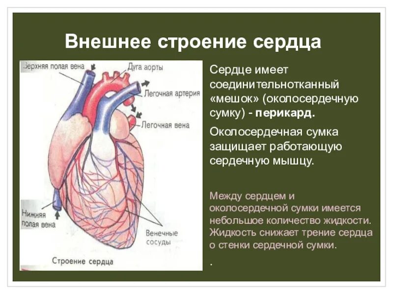 Сердечная строение и функции. Строение сердца 8 класс биология. Строение сердца биология 8 кл. Сердце человека биология 8 класс. Строение сердца рис 35.