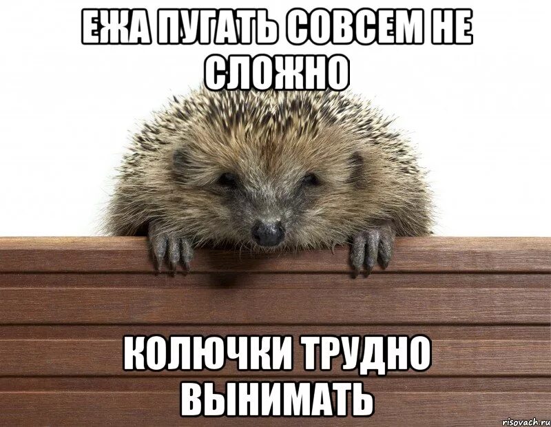 Пугающий еж
