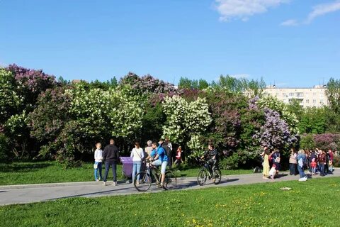 Сиреневый сад москва митьковский проезд отзывы
